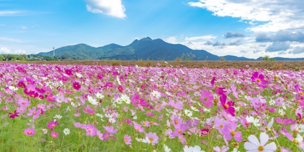 地域画像