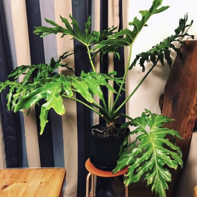 遺品整理で盆栽などの植物を処分する適切な方法を紹介します