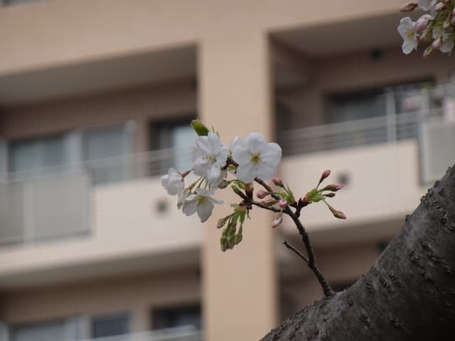 遺品整理を四十九日まえに始めても問題はありませんか？専門業者が解説